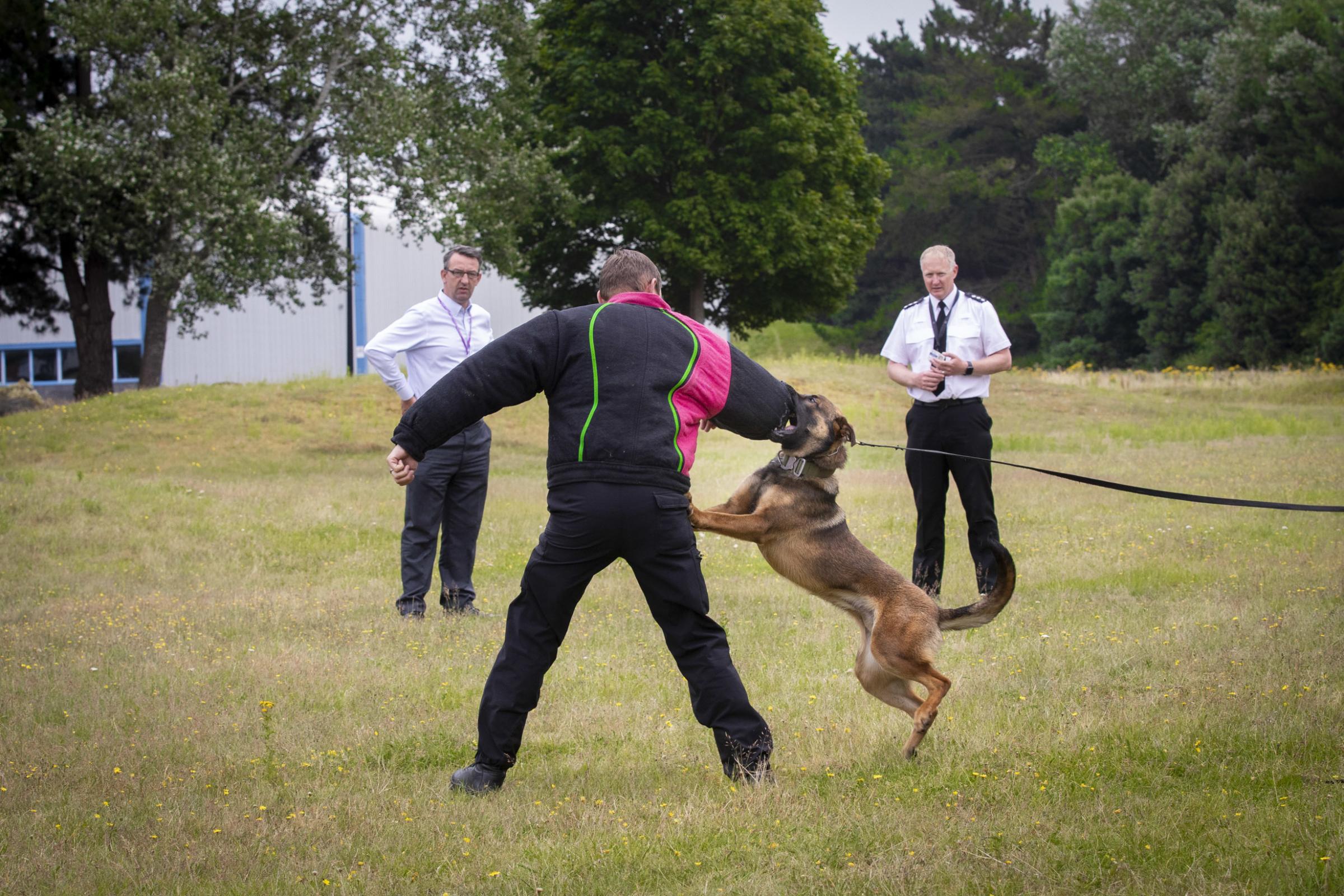 PCC Andy Dunbobbin and chief inspector Simon Newell watching a demonstration of police dog training with Koda and PC Richie Land. Picture: Mandy Jones