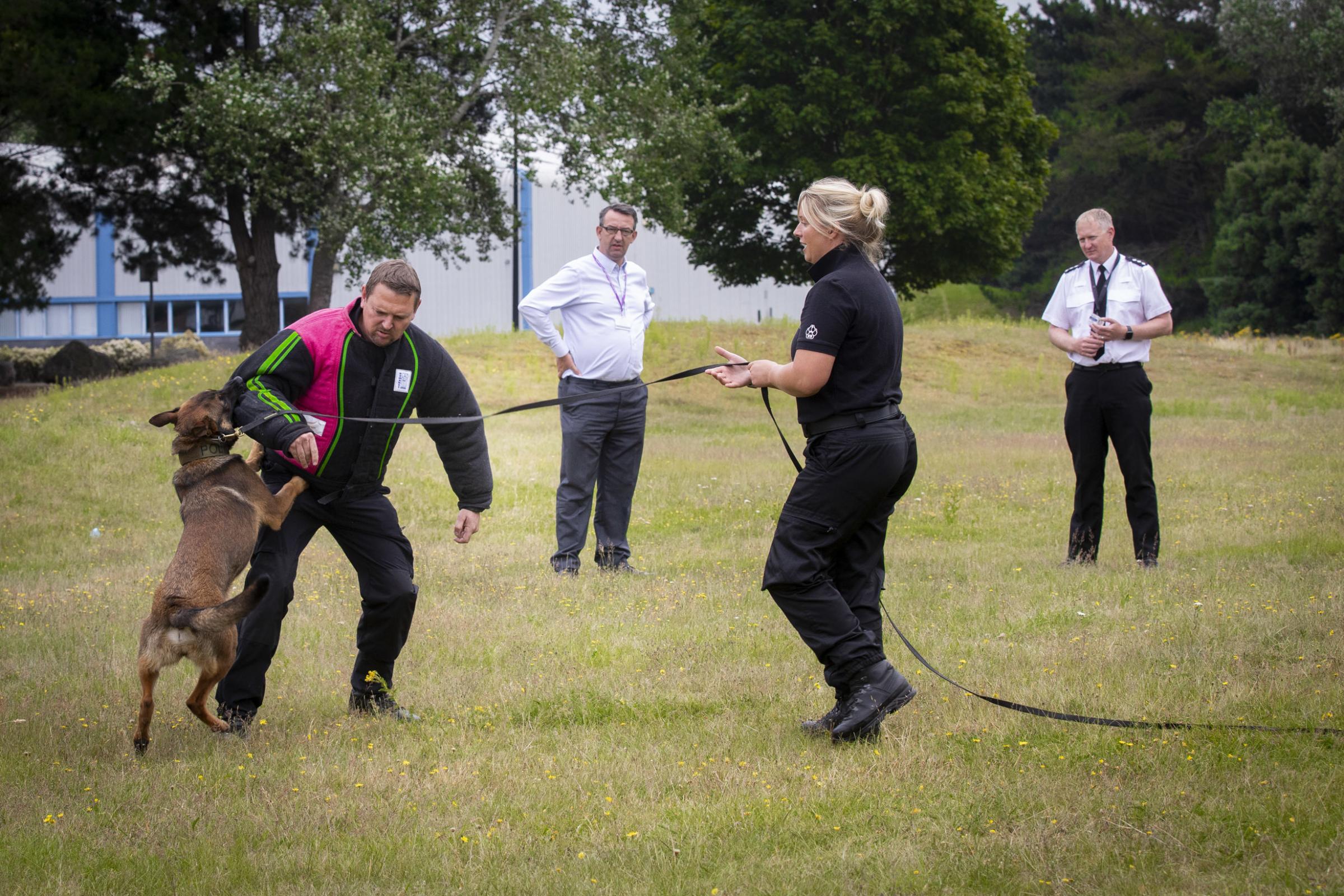 PCC Andy Dunbobbin and chief inspector Simon Newell watching a demonstration of police dog training with Koda and trainers Sonia Stobbart and PC Richie Land. Picture: Mandy Jones