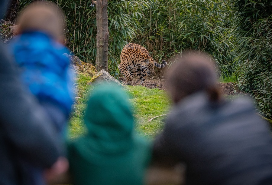 Chester Zoo has recorded astounding success with visitor numbers despite being closed to the public for three months in 2021.