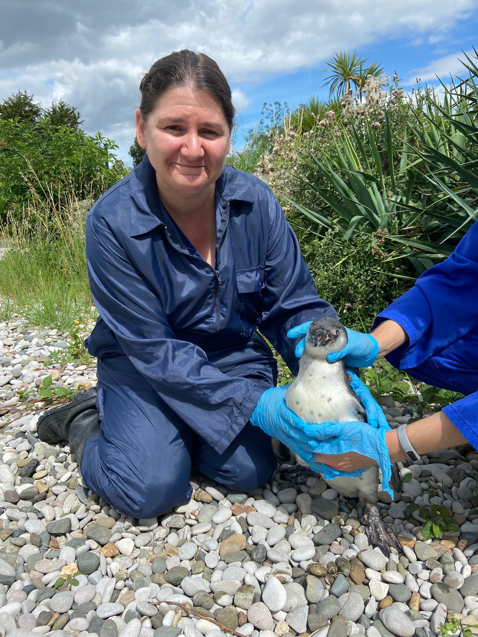 The baby penguin who Chester Zoo have named Iona after the Eye Vet ophthalmologist.