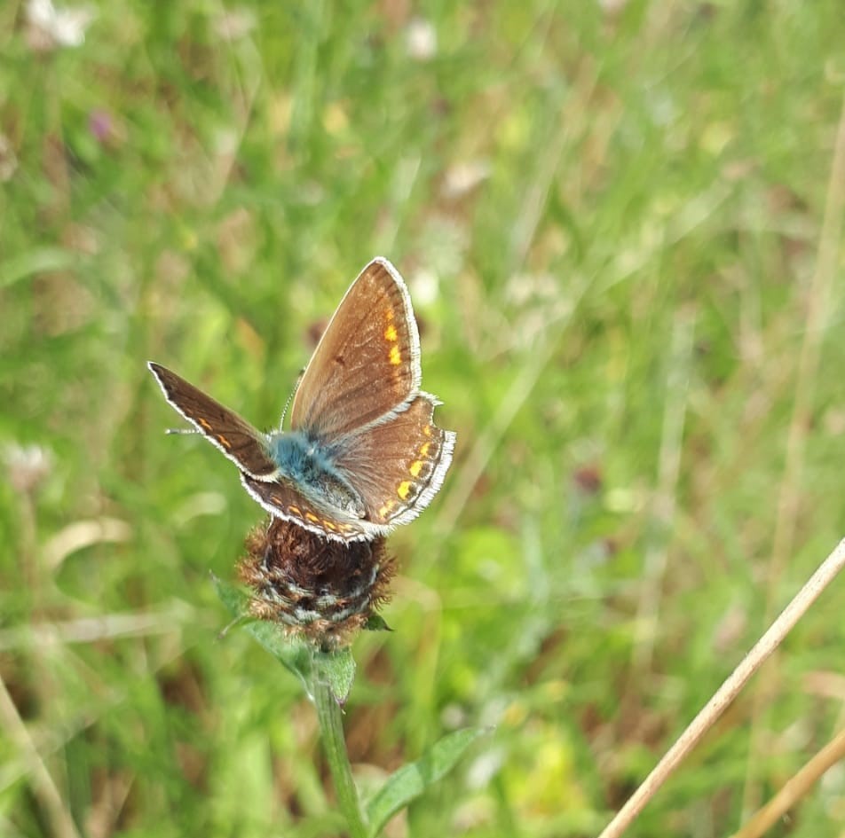 Butterfly on one of the Connahs Quay self-guided nature walks.