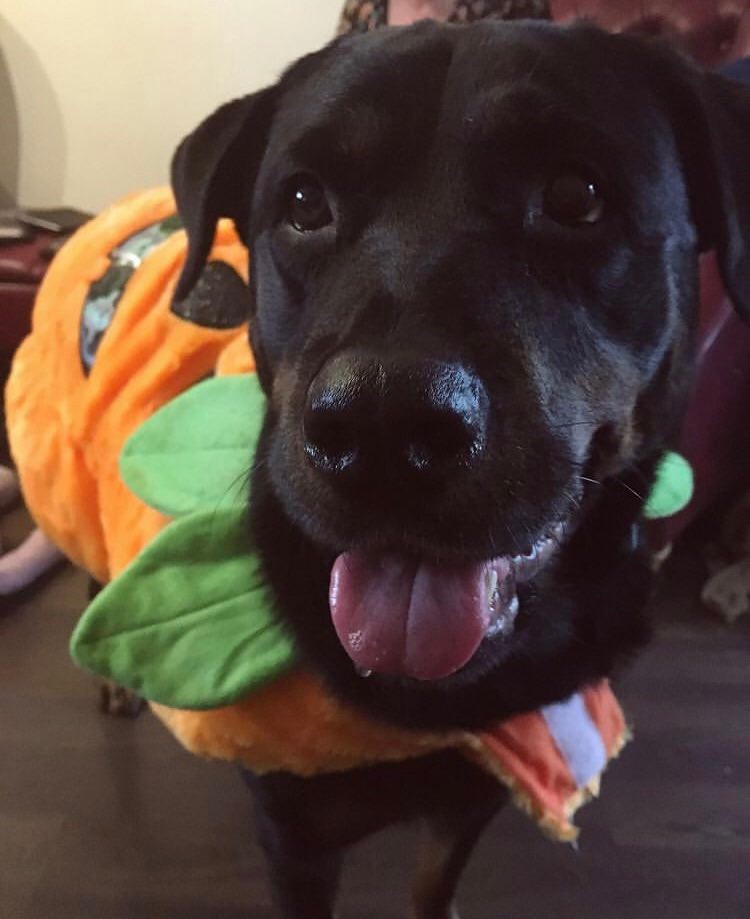 Libby dressed as a pup-kin.