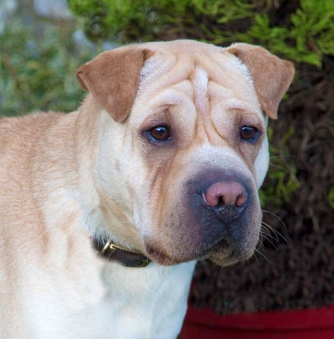 Simba, available for adoption at NCAR.