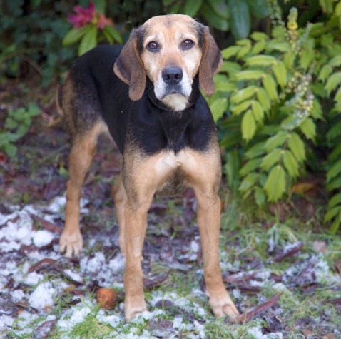 Debbie, available for adoption at NCAR.