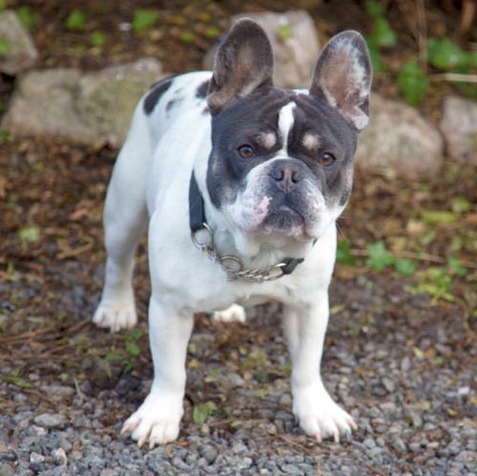 Milo, available for adoption at NCAR.