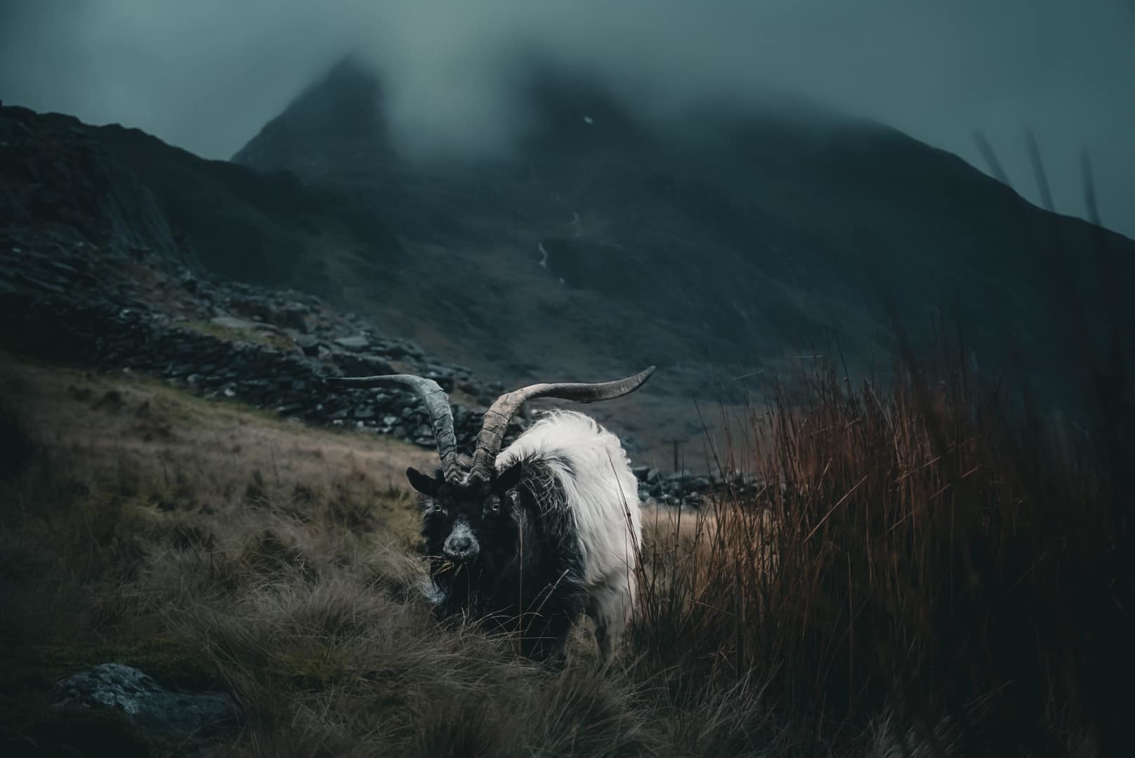 Wildlife on the Pen-Y-Pass, Snowdonia. Picture: Zoe Taylor