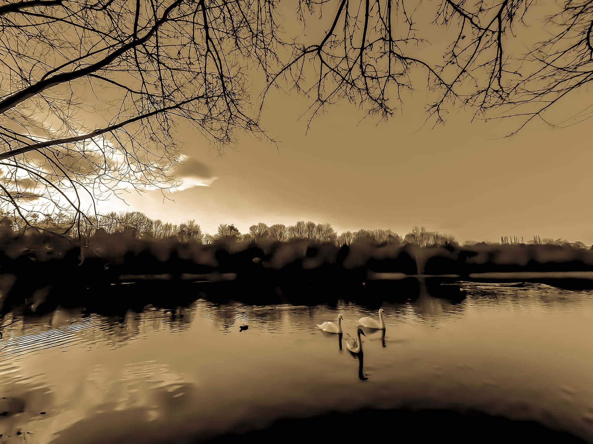 Gliding swans. Picture: Owen Frances Nic