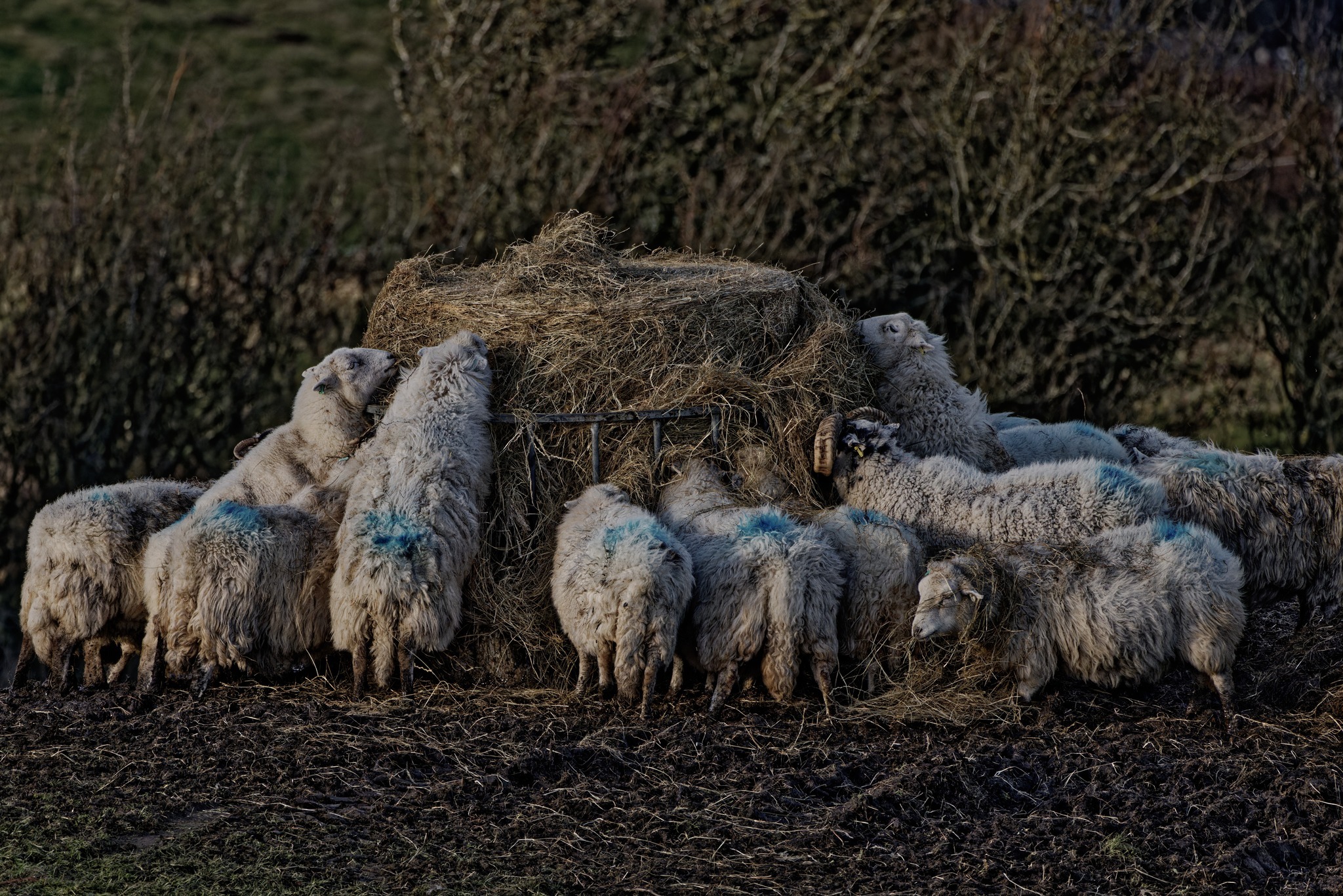 Winter feeding station, World’s End. Picture: Peter Swatton