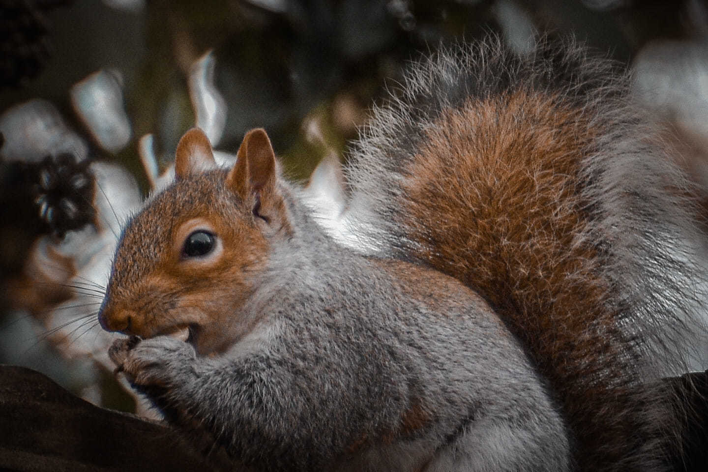 Squirrel snack. Picture: NJ Photography