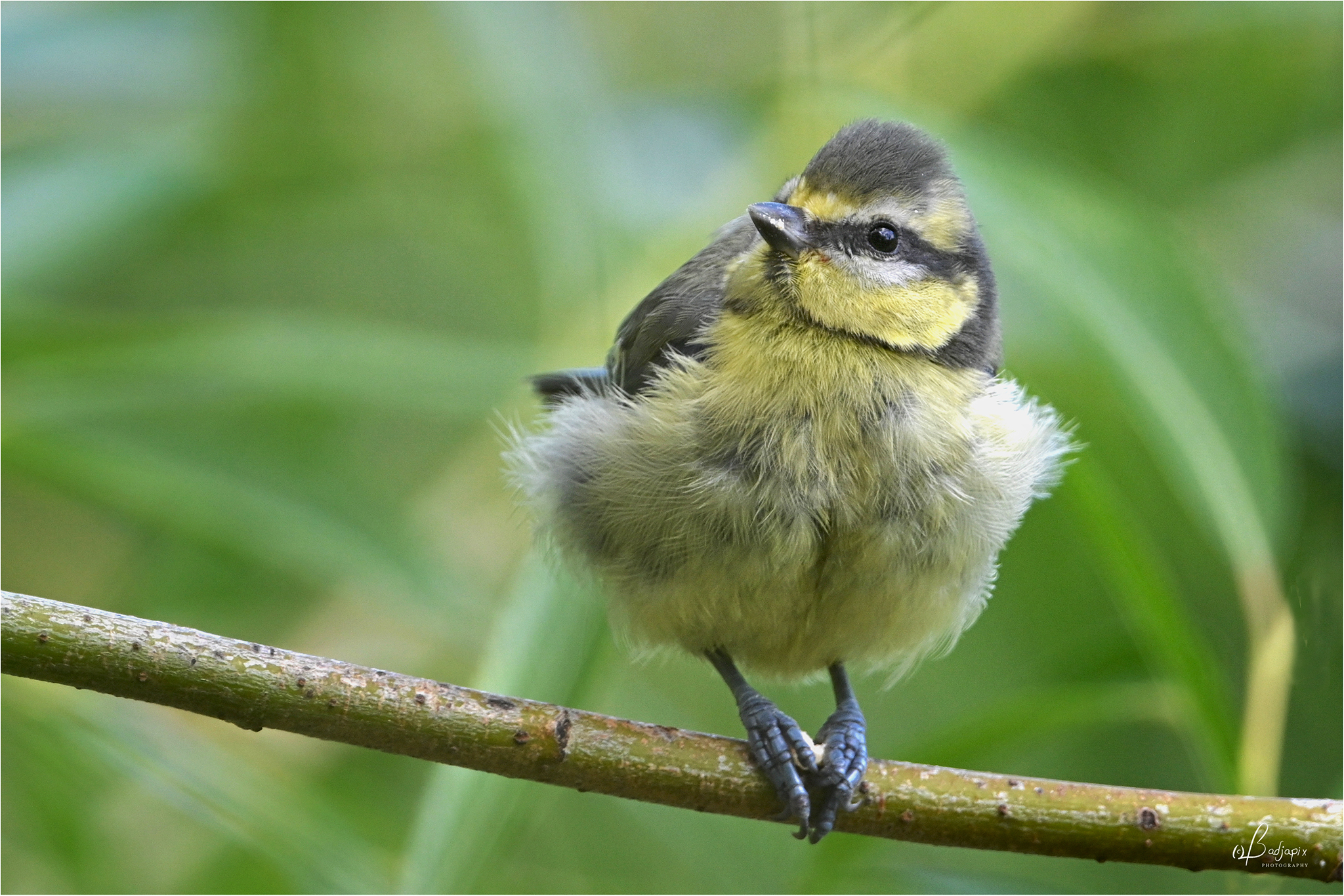 Fluffed up against the cold. Picture: John Hallard