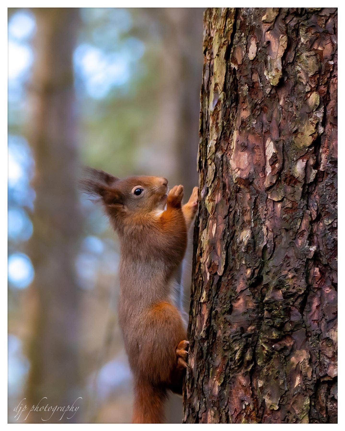 Red squirrel at Llyn Parc Mawr, Newborough Forest. Picture: Daniel Purdie