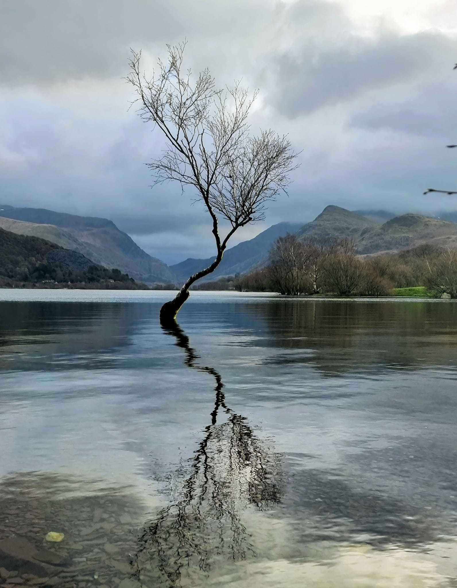 The Lonely tree of Llyn Padarn. Picture: Jo Beacher