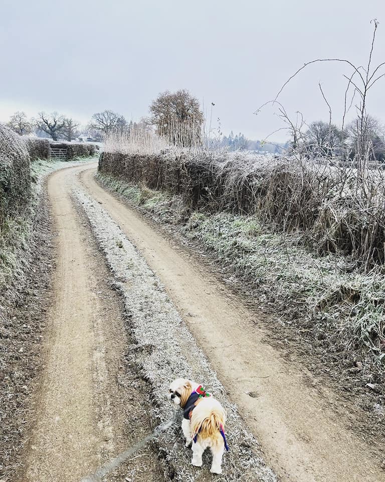 Sara Roberts: Belle AKA Belly Boo enjoying a frozen walkies.