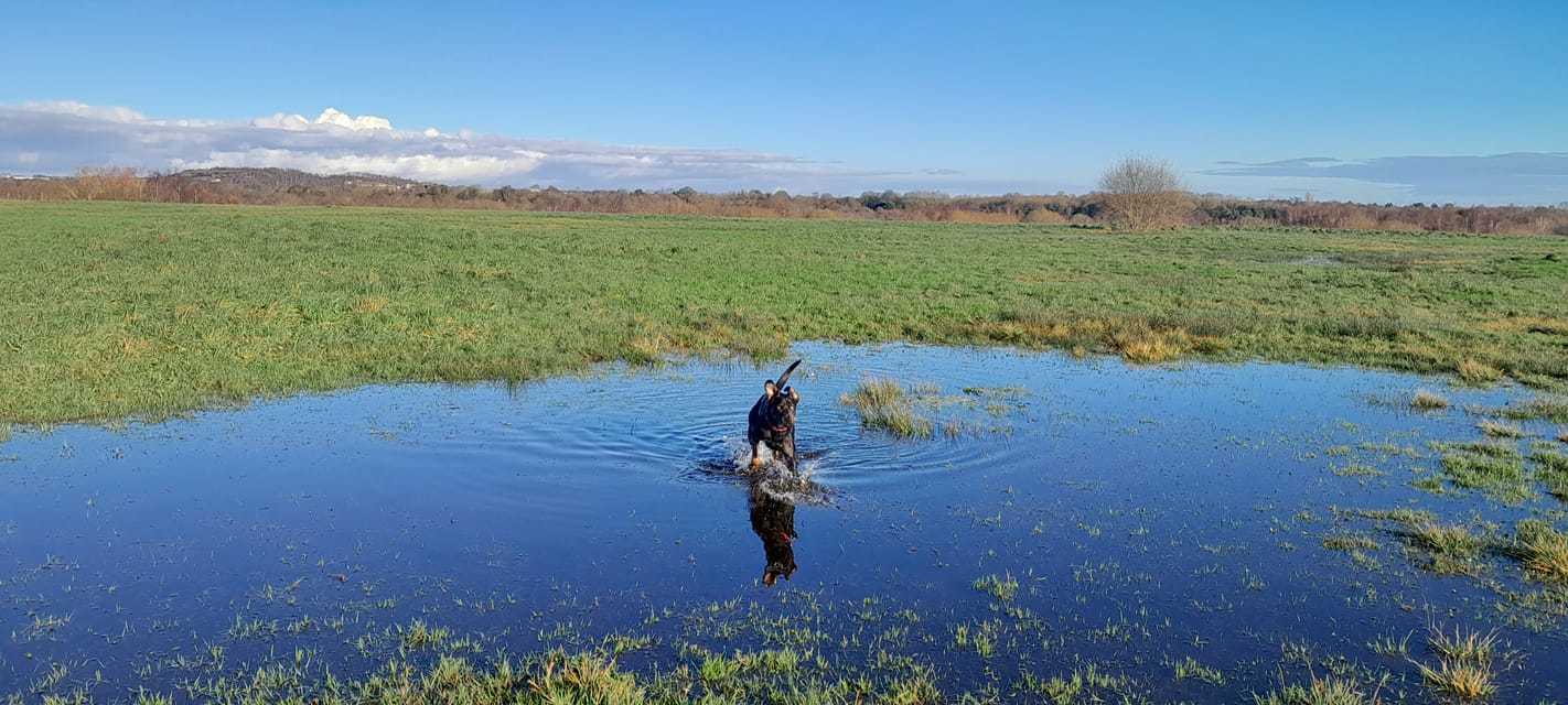 Katie Marsh: Amber loving the nice weather, any excuse for a splash.