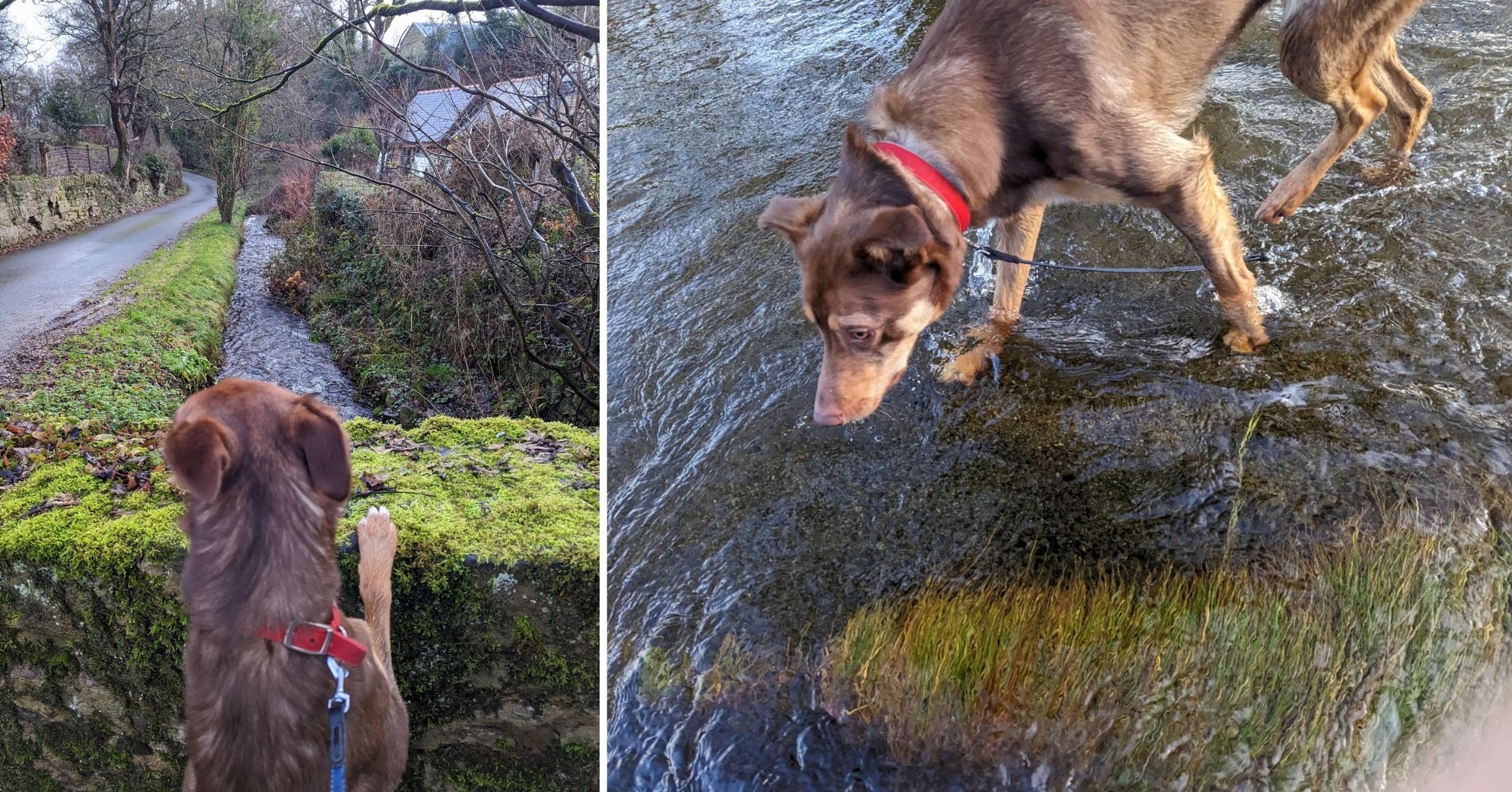 Craig Williams, from Rhos: Pictured investigating wthe water is Rusty but their top destination is Rhos Mountain.