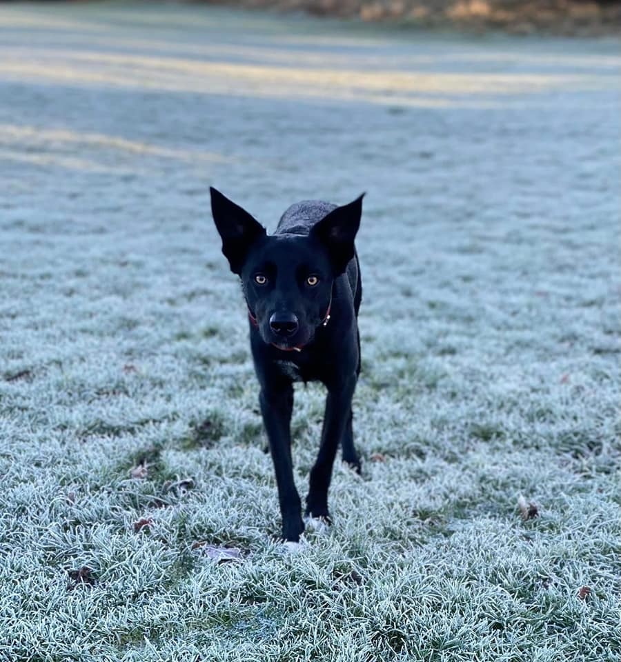 Rhoda Kaye: Mr Bon enjoying a frosty walk.