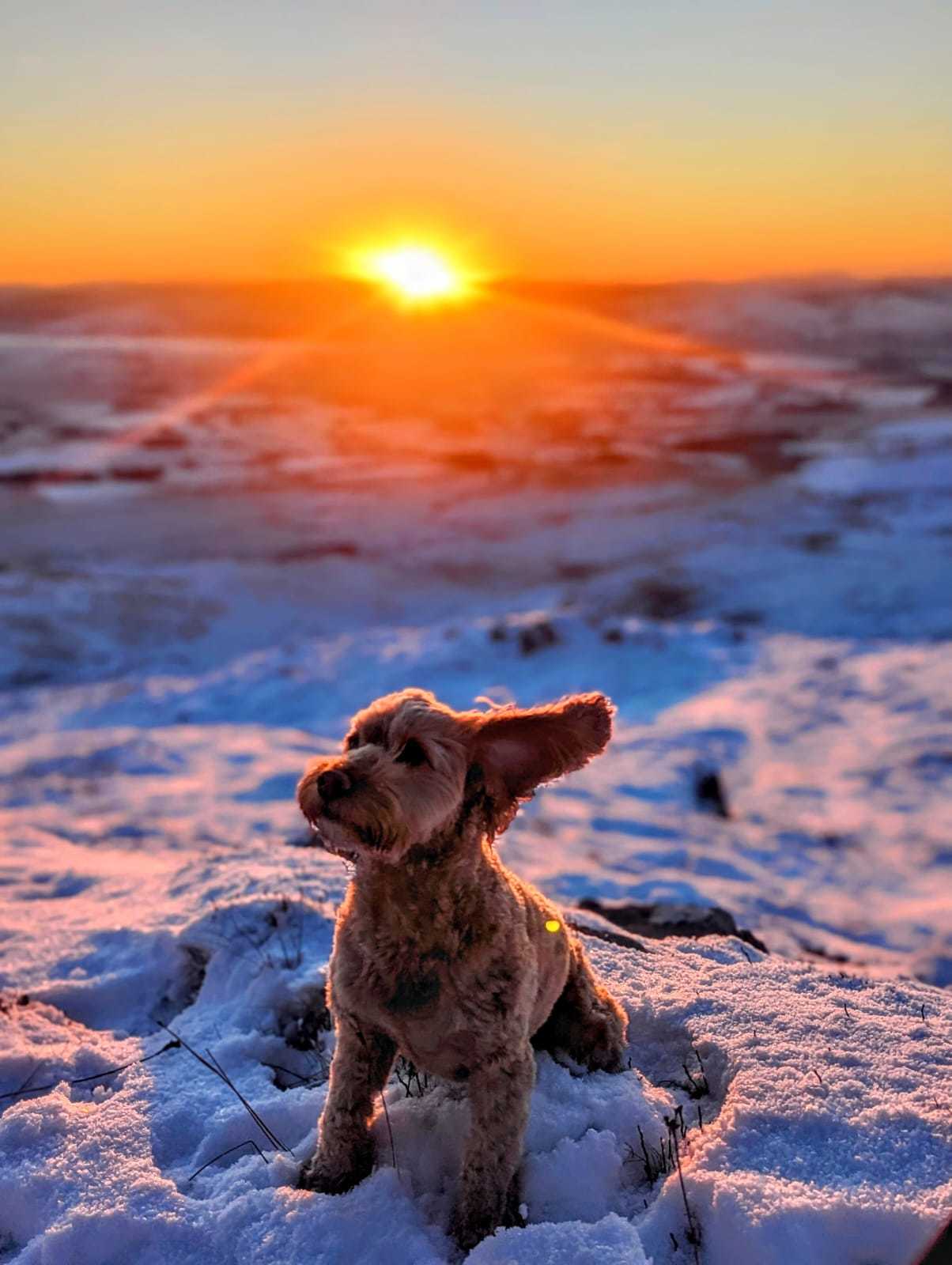 Kelvin Rushton, from Wrexham: Amber loves mountain walks, and is pictured at sunrise on Arenig Fawr.