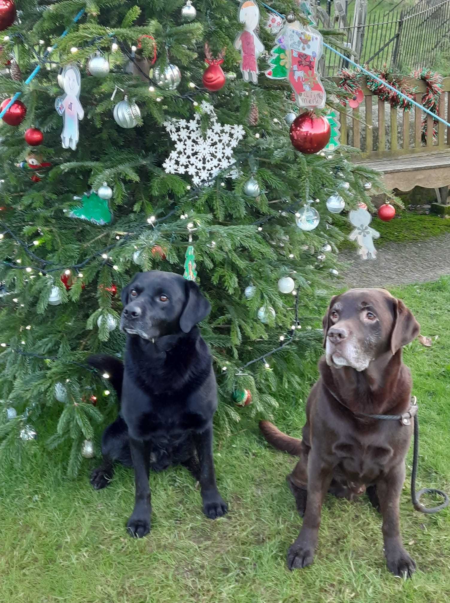 Susan Spoor: Arnie and Jack checking the Christmas tree is OK.