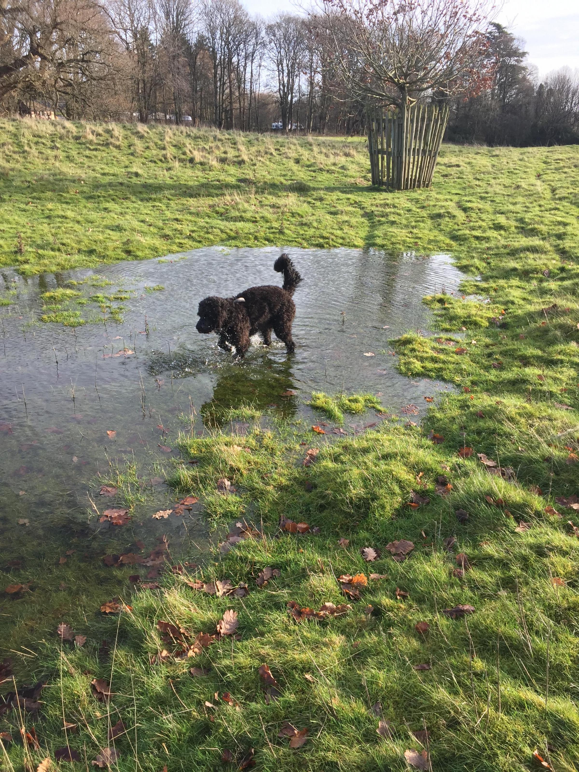 Linda Heyward, from Chirk: Sid having a cool down but he loves walks in Chirk Castle grounds and woods.