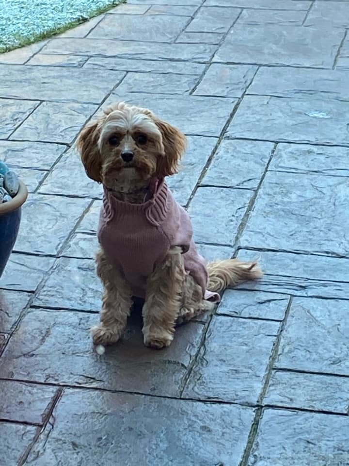 Stuart Perry: eight-month-old Chloe waiting for her walk.