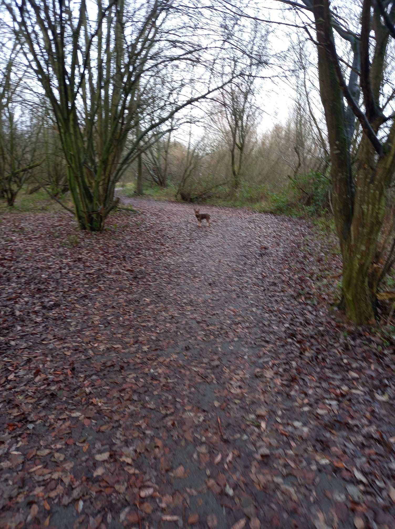 Amanda Griffiths: Bugsy loves a walk at Alyn Waters.