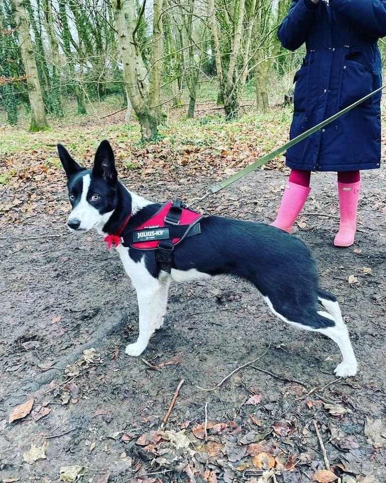 Lynn Thomas Pugh shared this image of Jett 2 on her favourite river walk.