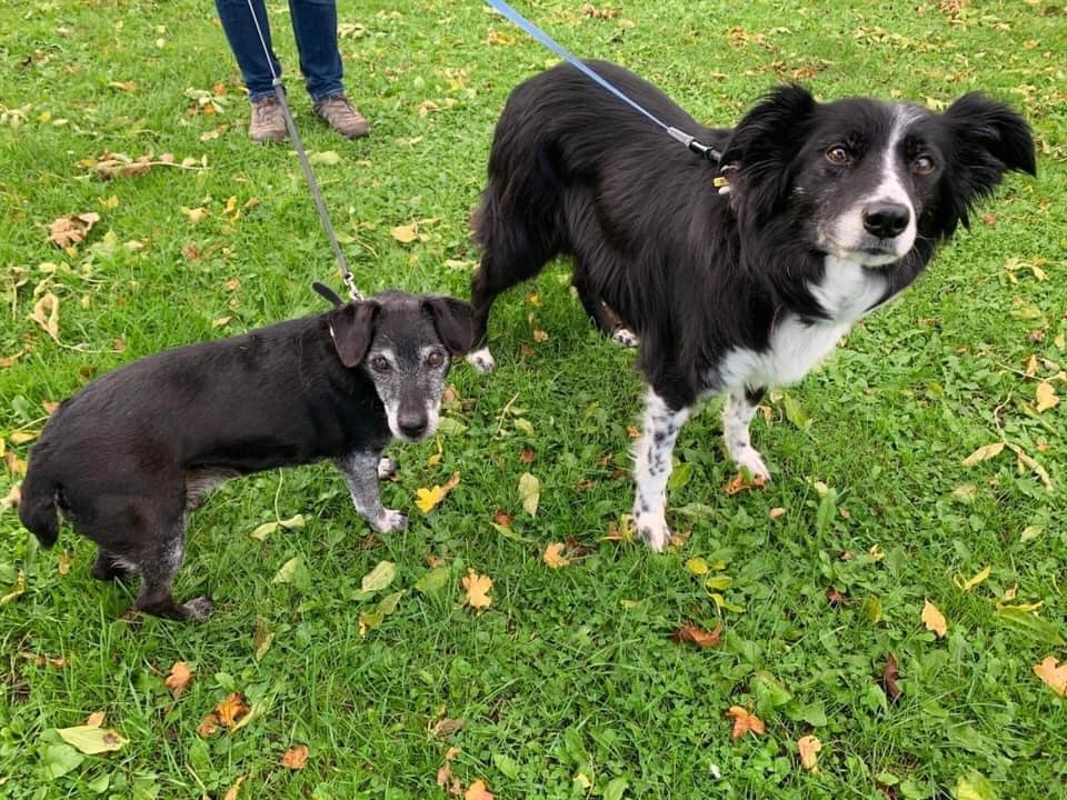 Lynn Thomas Pugh: Max and Roxy enjoying meeting up for their walkies.