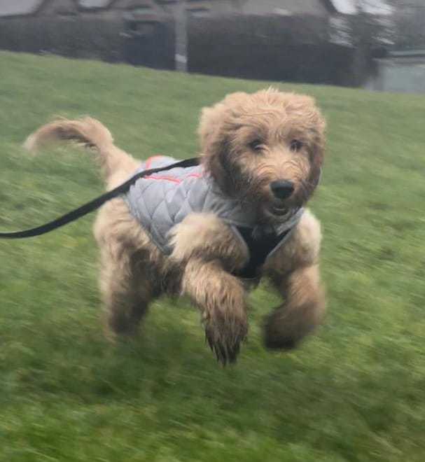 A very bouncy Ralphie from Gail Conway.