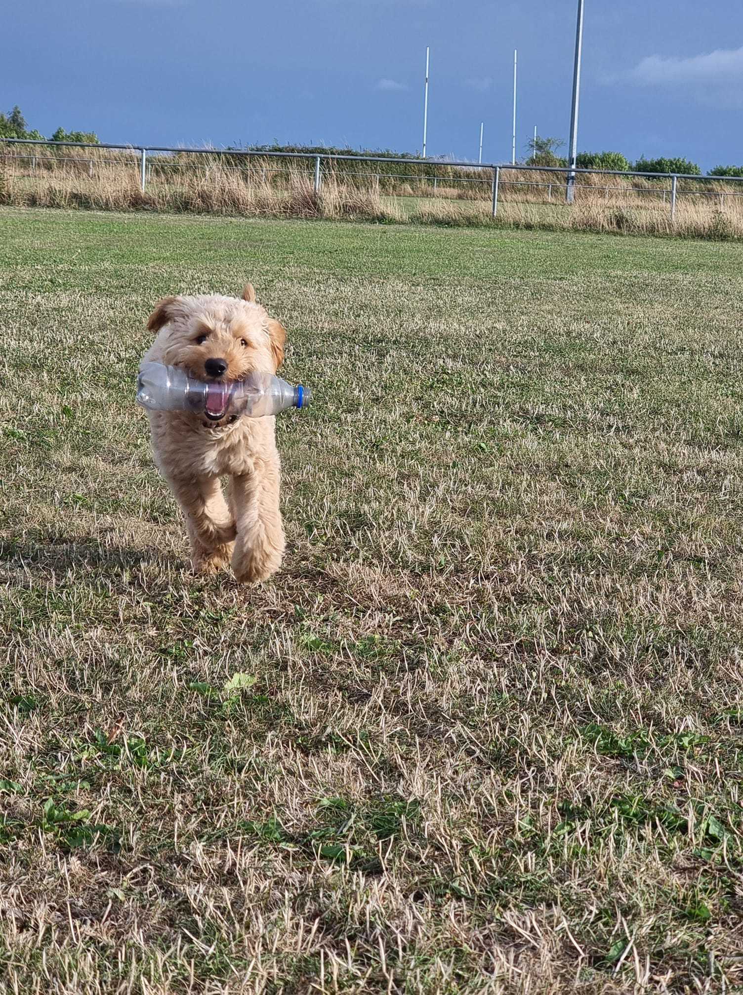 Sian Louise: 10-month-old labradoodle Waffle loves to run.