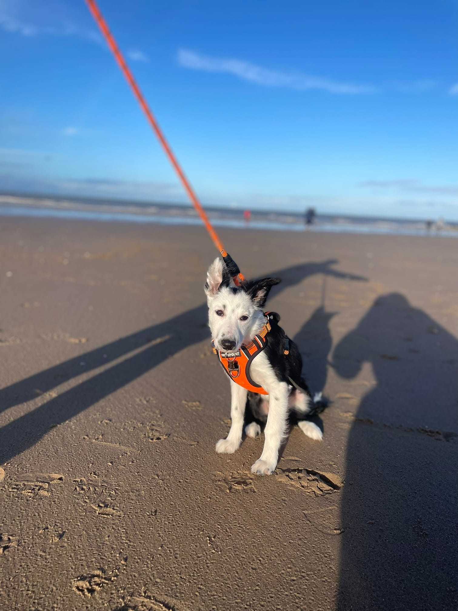 Amanda Griffiths: Winnies first trip to the beach.