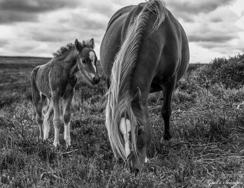 Wild ponies. Picture: Gail Charlesworth