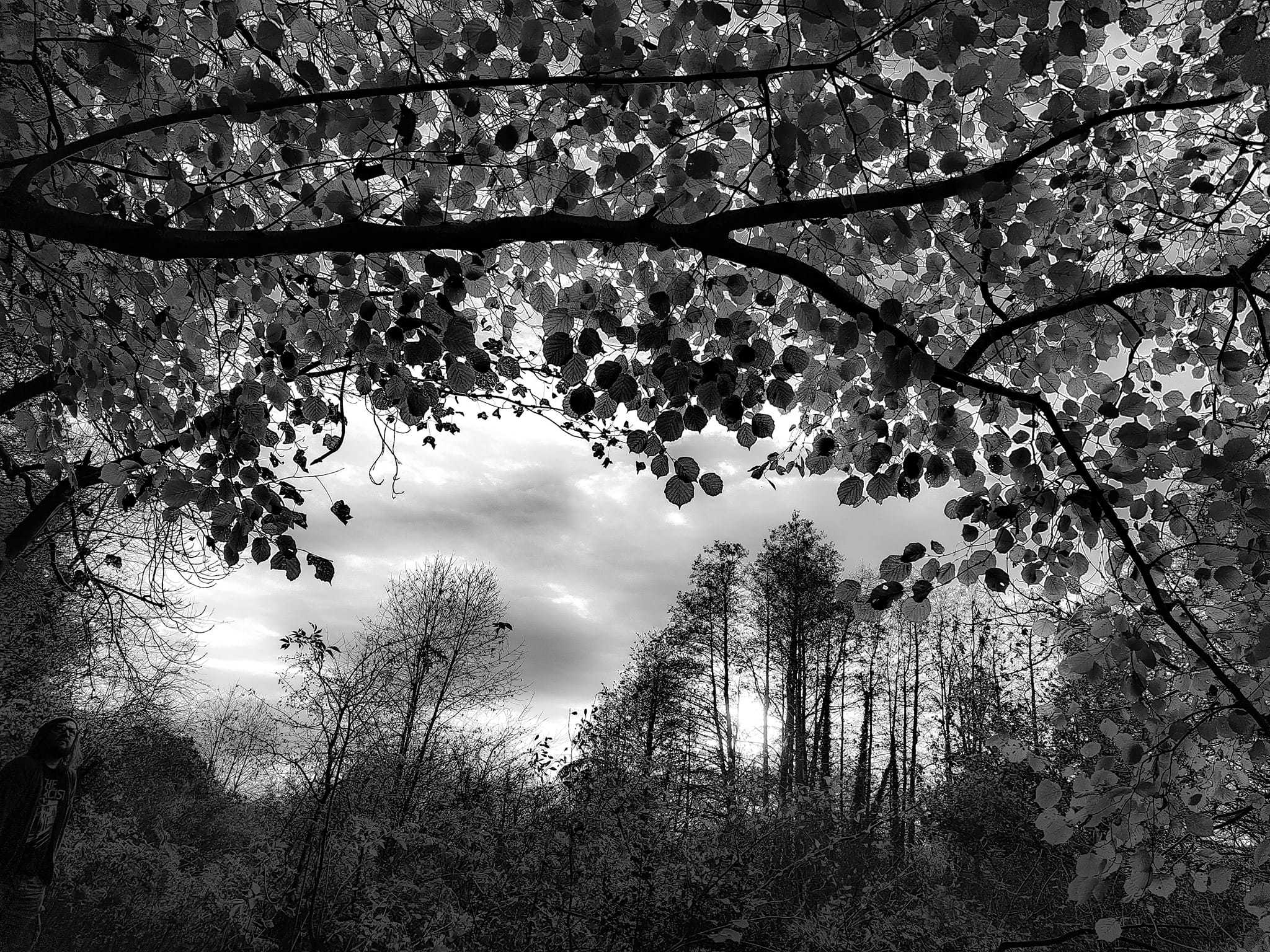 Through the trees. Picture: Owen Frances Nic