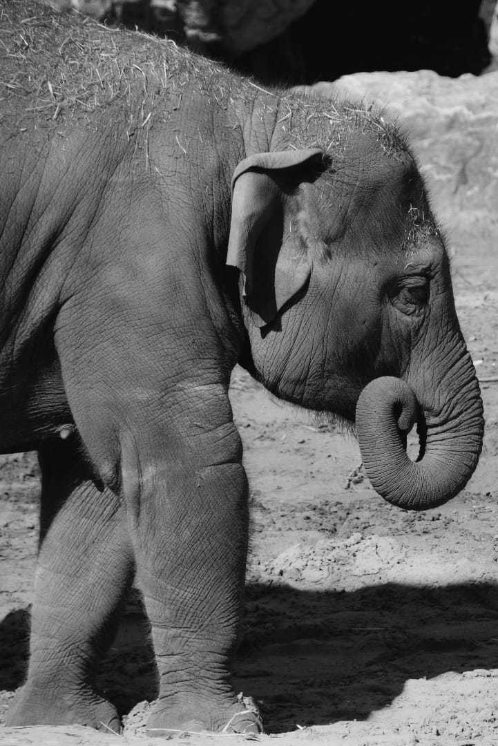 Elephant at Chester Zoo. Picture: Nikki Jones