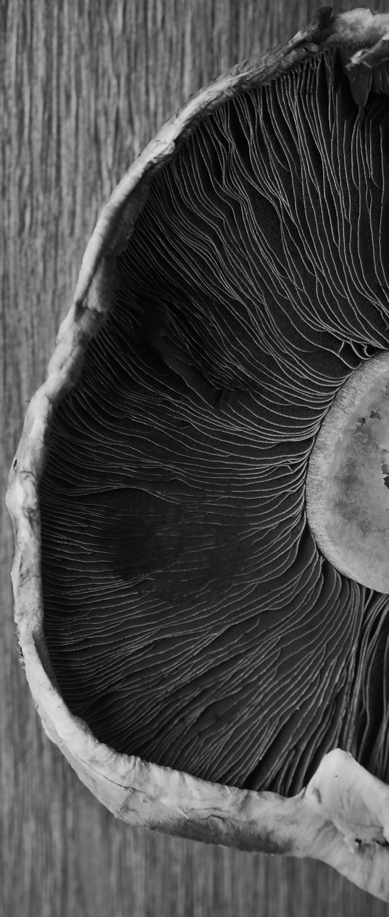 Mushroom. Picture: Pete Rigby