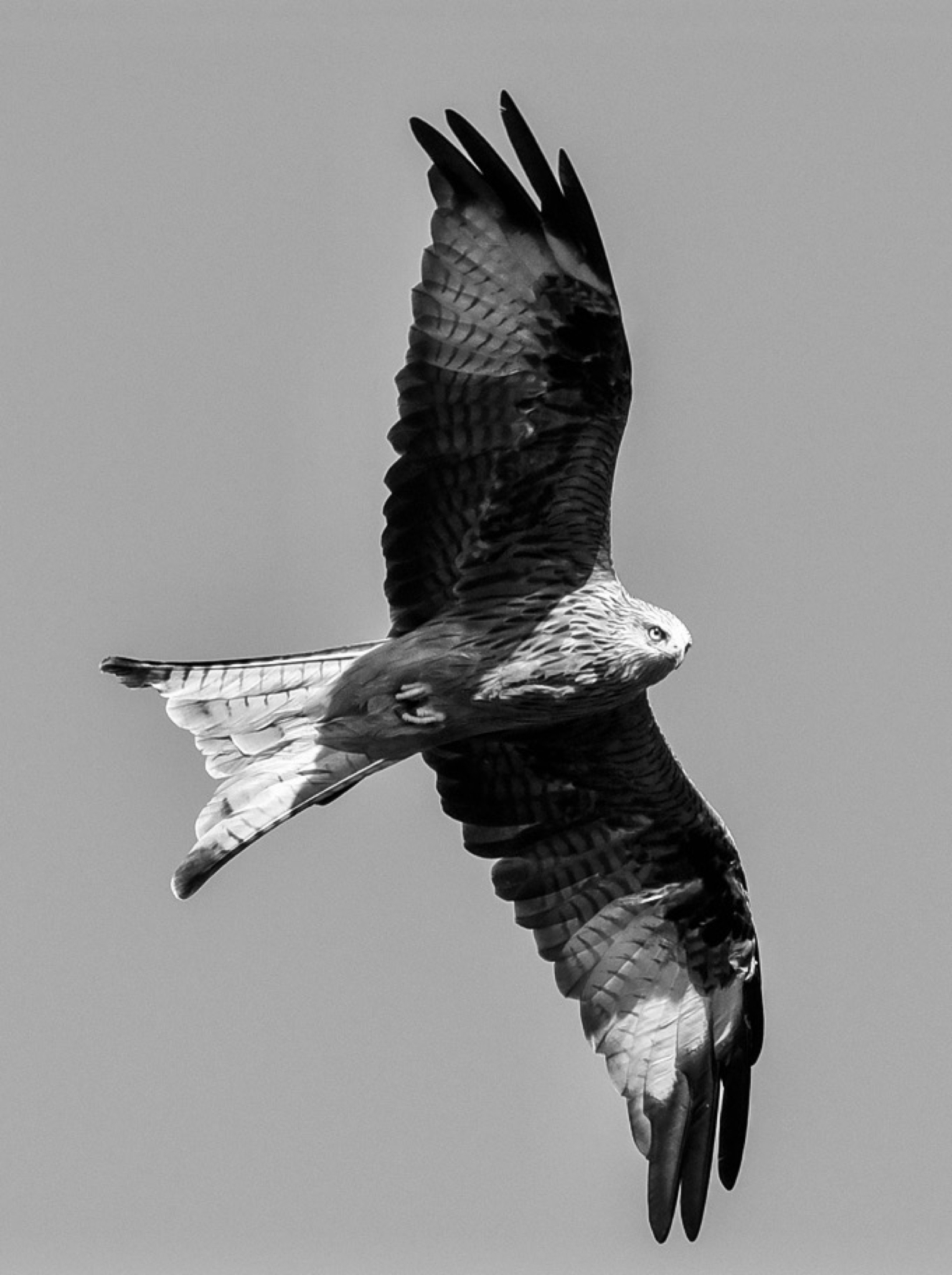 Kite. Picture: John Hallard