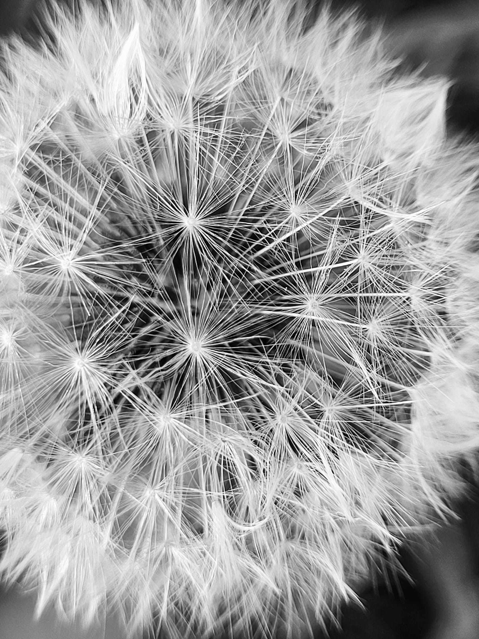 Dandelion clock. Picture: Sian Roberts