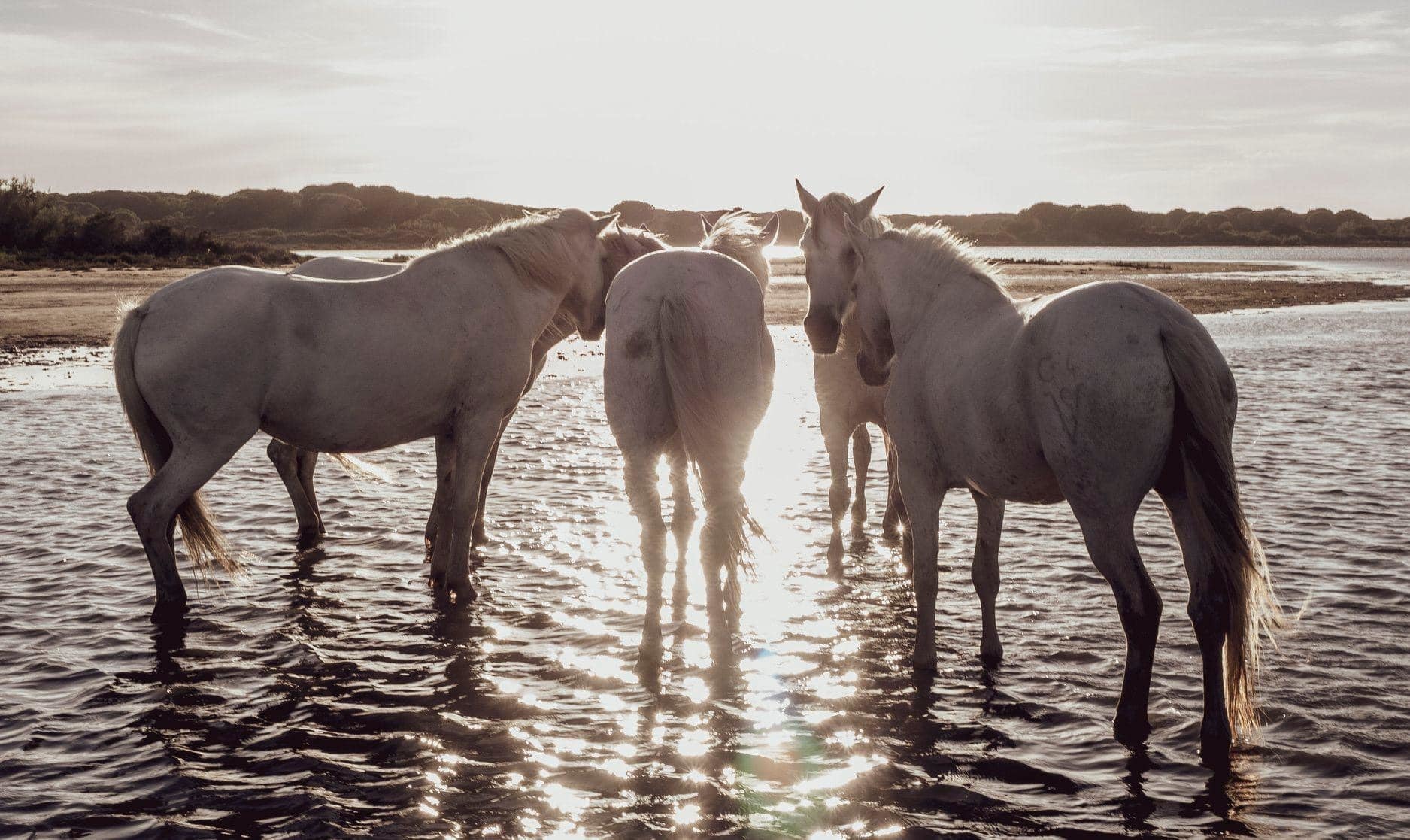 In the Camargue region, France. Picture: Gail Charlesworth