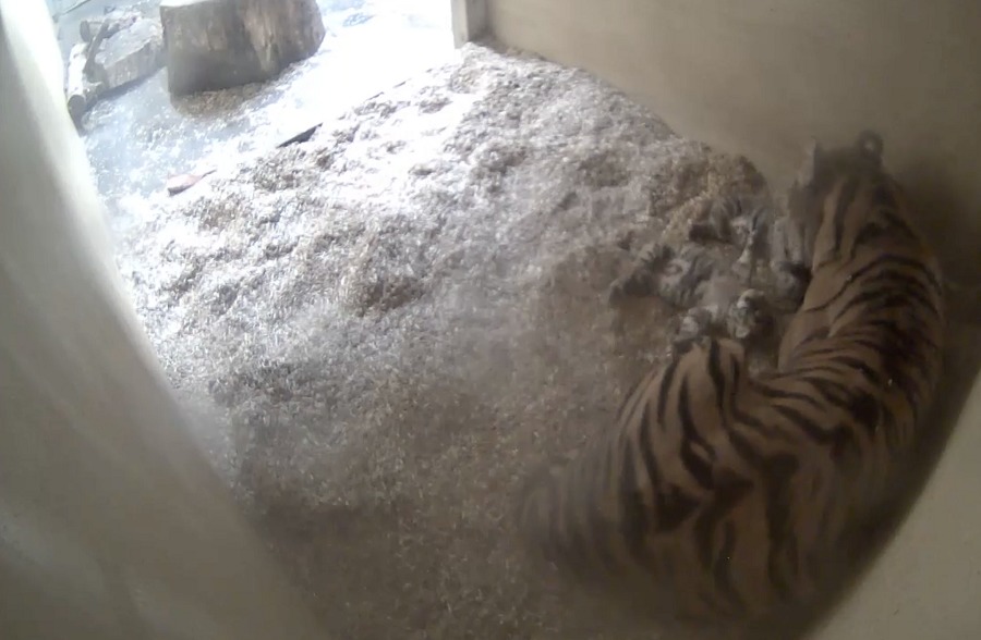 The birth of two critically endangered Sumatran tiger cubs is caught on camera at Chester Zoo.