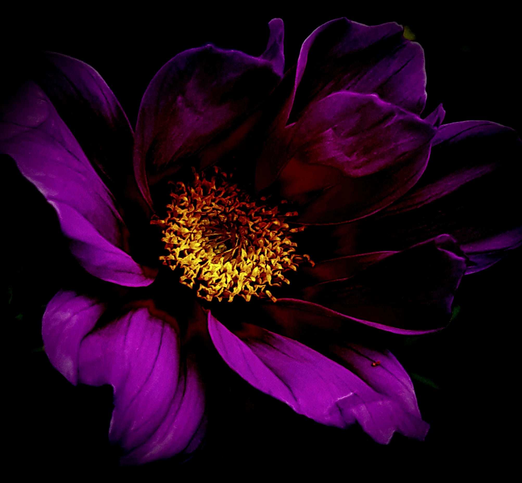 Dark beauty of a clematis. Picture: Tracey Rowland Kaye