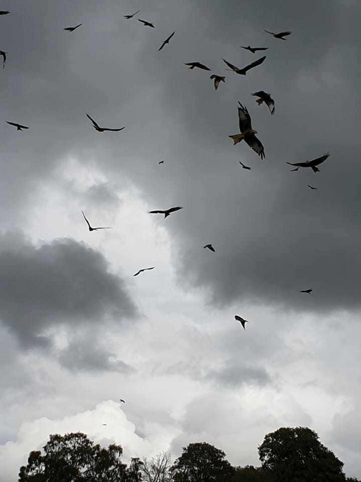 In flight. Picture: Keith Biggs