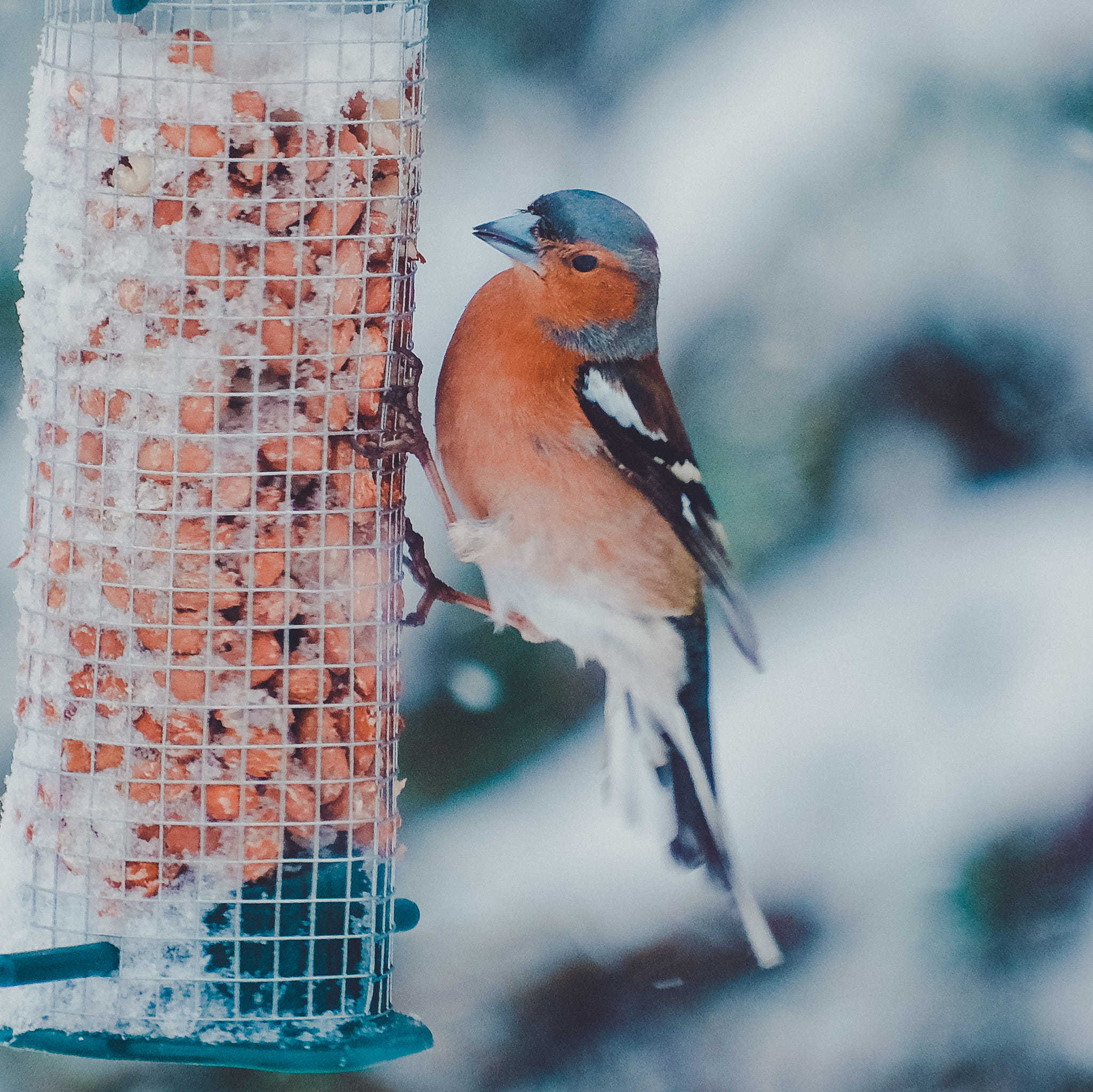 Feeding in the snow. Picture: Robin Parker