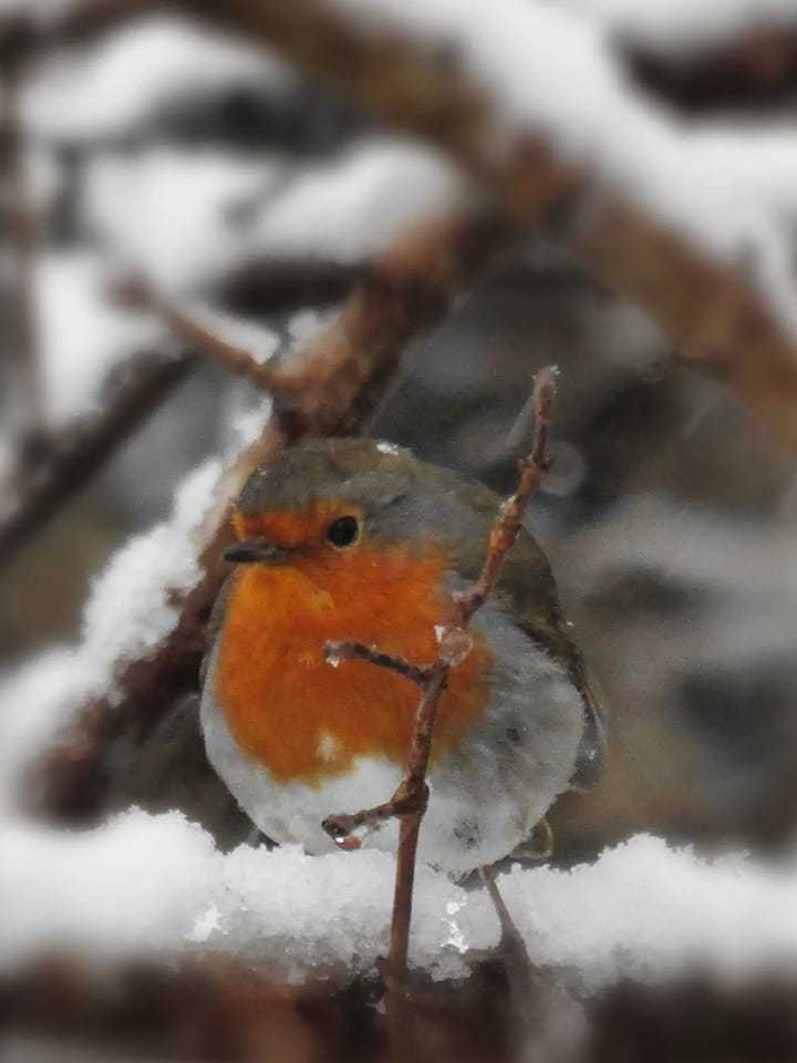 Robin. Picture: Simon Dean