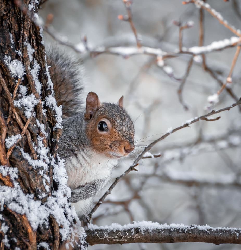 Squirrel in Acton Park. Picture: Daniel J Photography