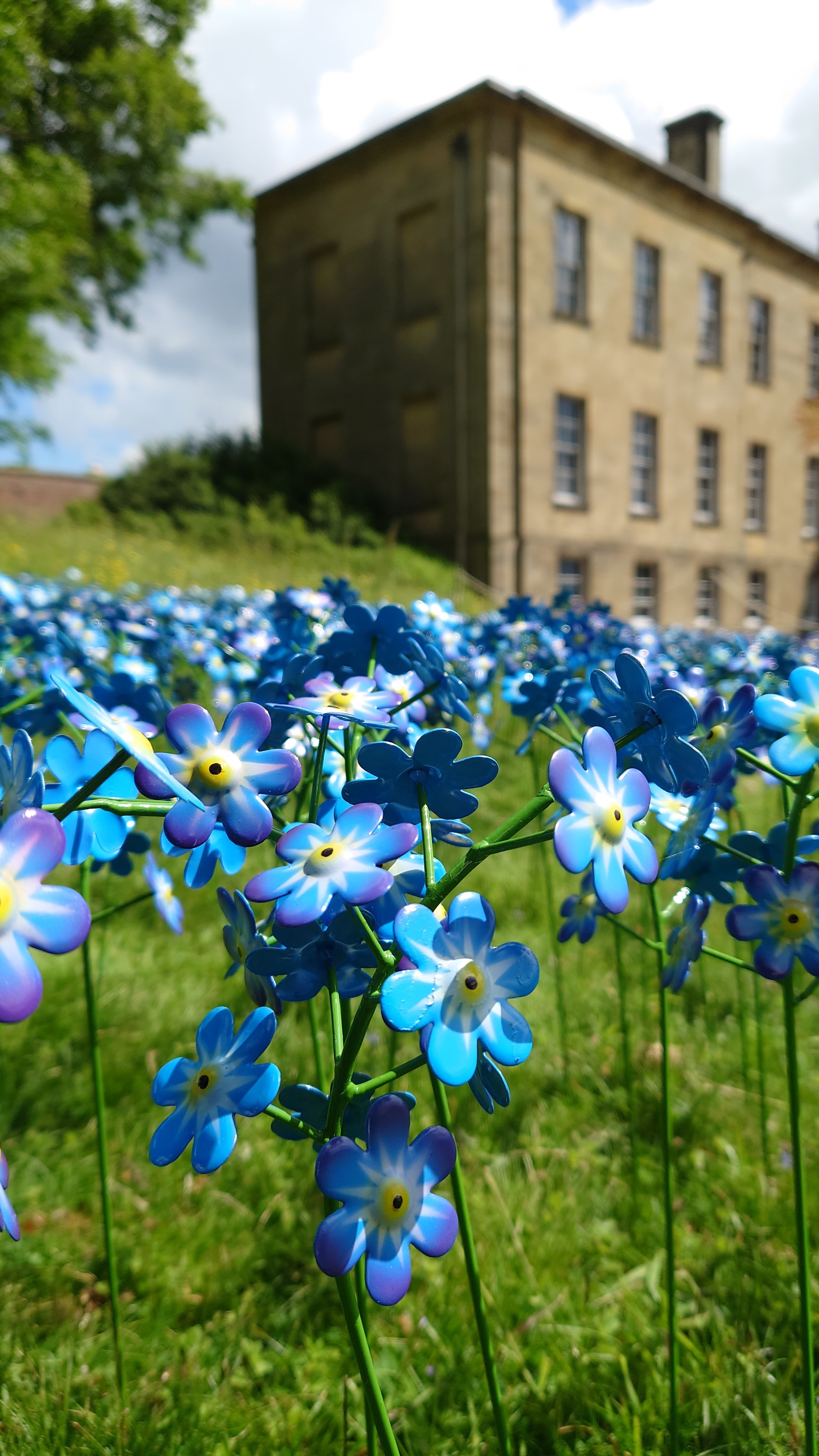 Nightingale Houses Sunshine Meadow forget-me-nots.