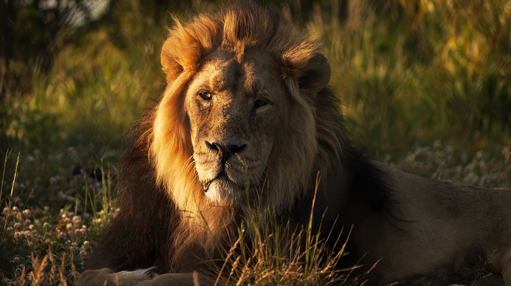 Chester Zoo’s popular Into the Night evenings – a summer series of events - return this year.