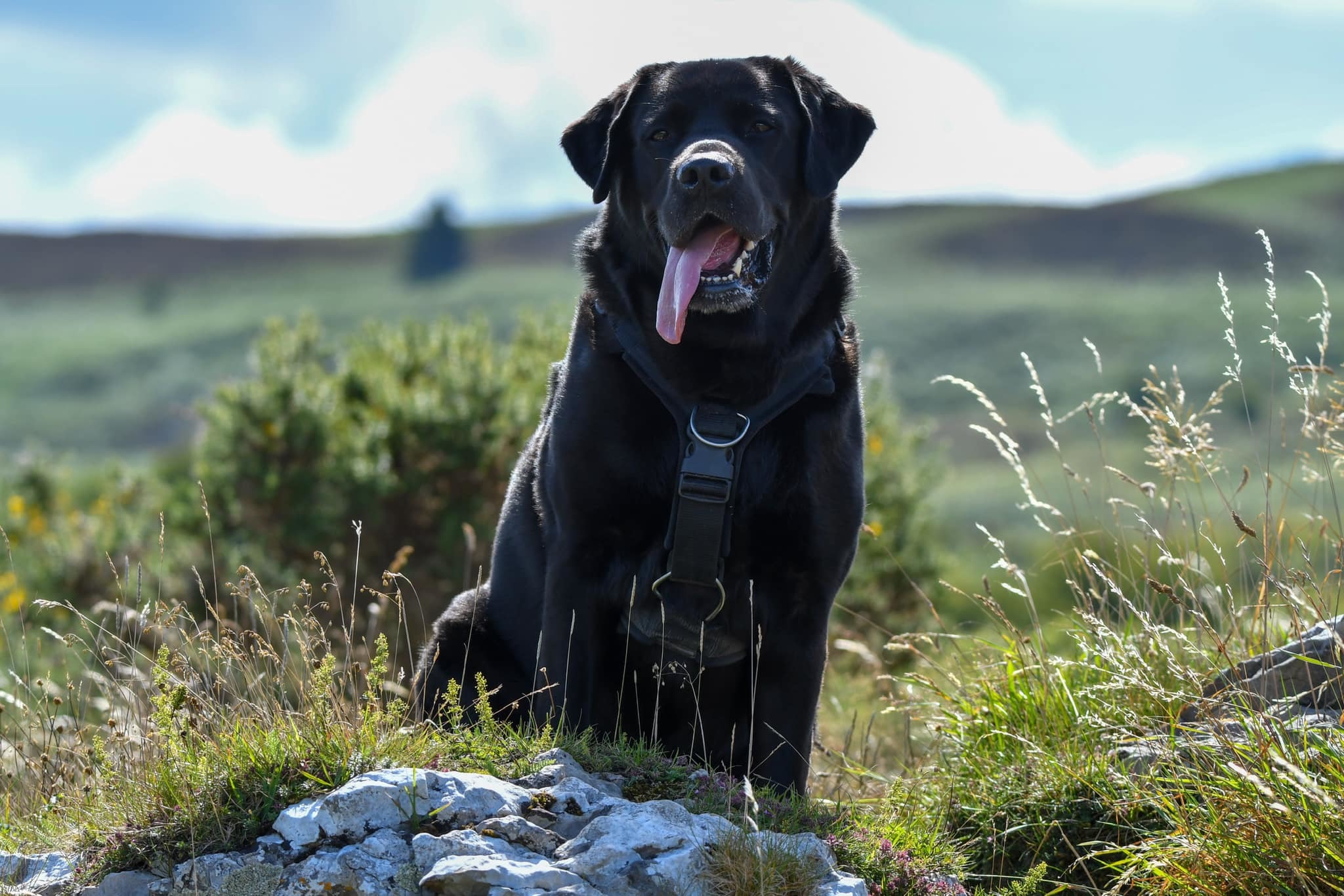 Monty. Picture: Neil Eccleston