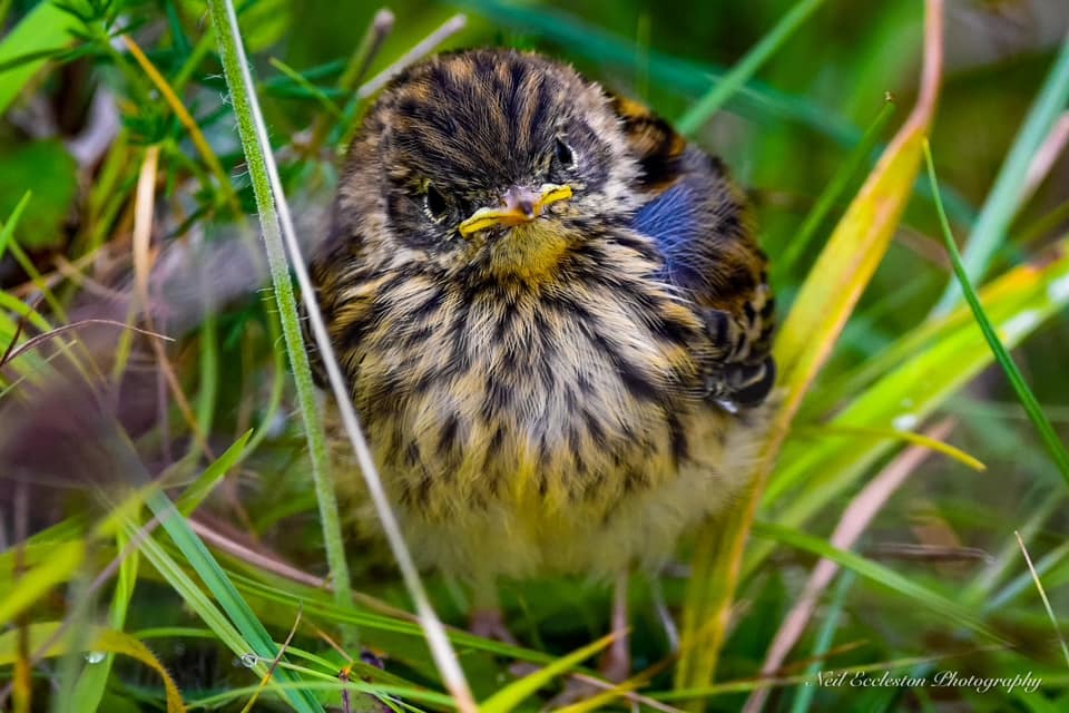 Meadow pipit fledgling. Picture: Neil Eccleston