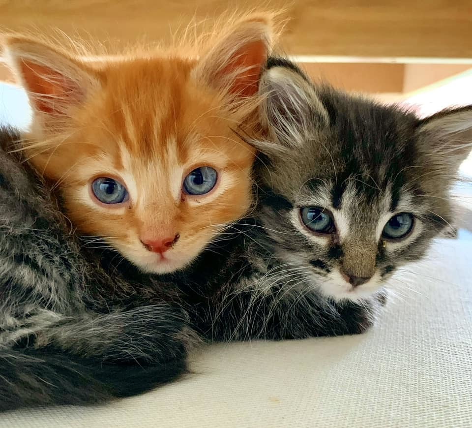 Kittens Ozzy and Freyja. Picture: Danni Hughes