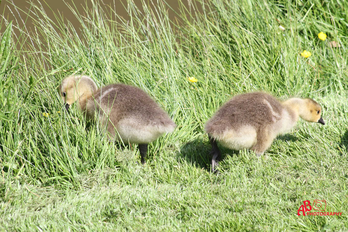 Goslings. Picture: Andrew Bond