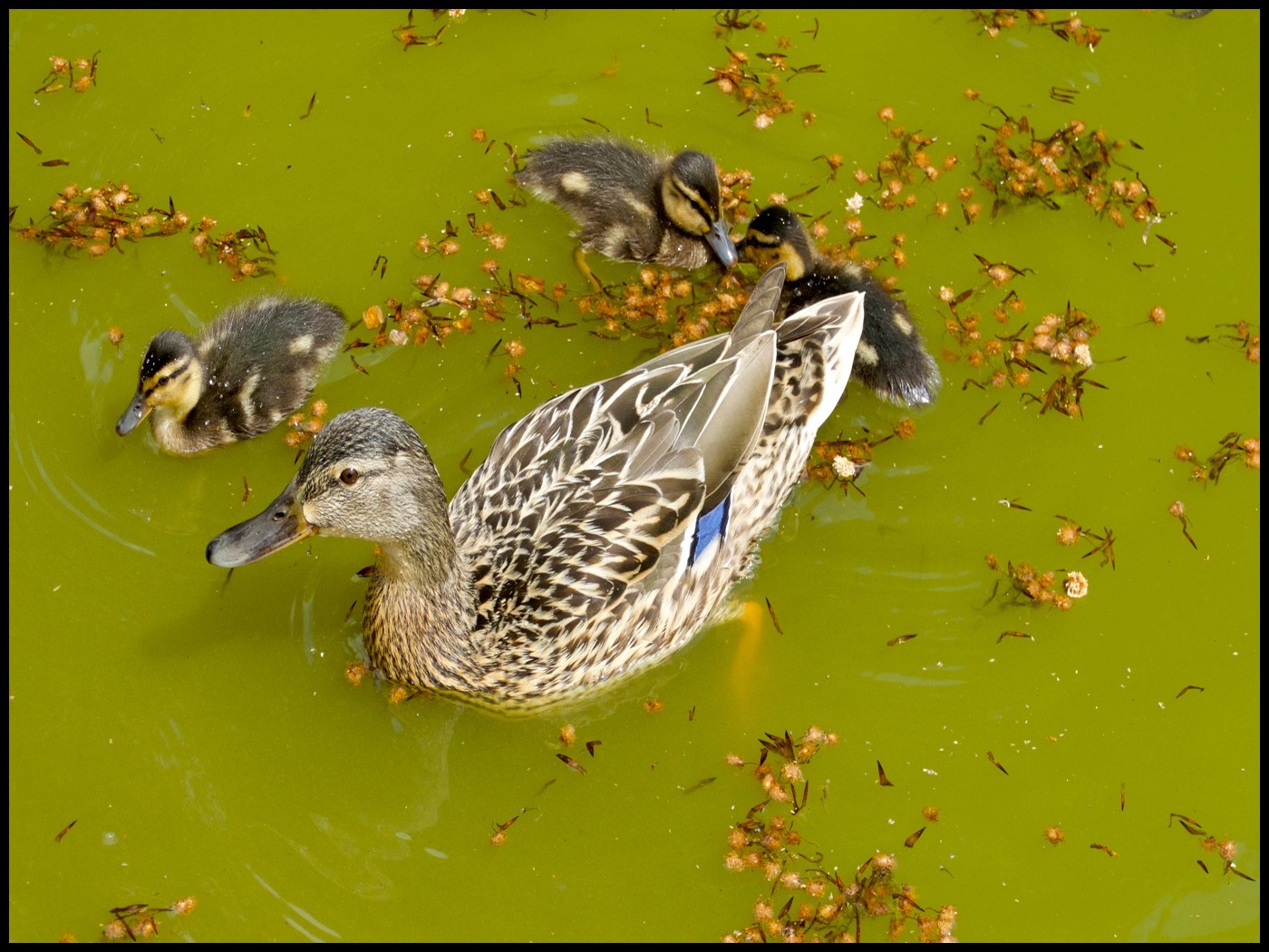 Water fun. Picture: Charles Benson